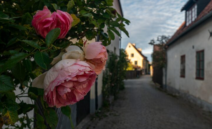 Almedalen kultur